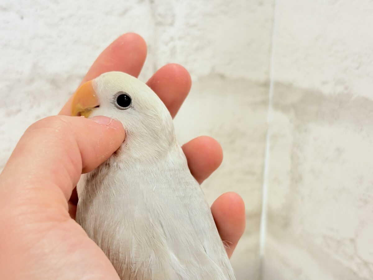【最新画像更新🪄ひとり餌になりました‪☆】ペンギンフォルムのかわい子ちゃん🐣🫧コザクラインコ ヒナ