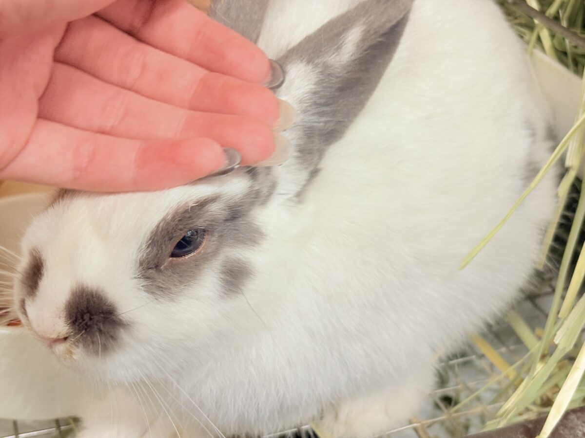 【最新画像更新🪄︎︎✨】むちむち豆大福ちゃん🐰🫘ネザーランドドワーフ(チャーリー) 男の子 ネザーランドドワーフ