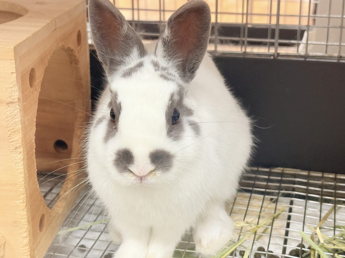 【最新画像更新🪄︎︎✨】むちむち豆大福ちゃん🐰🫘ネザーランドドワーフ(チャーリー) 男の子 ネザーランドドワーフ