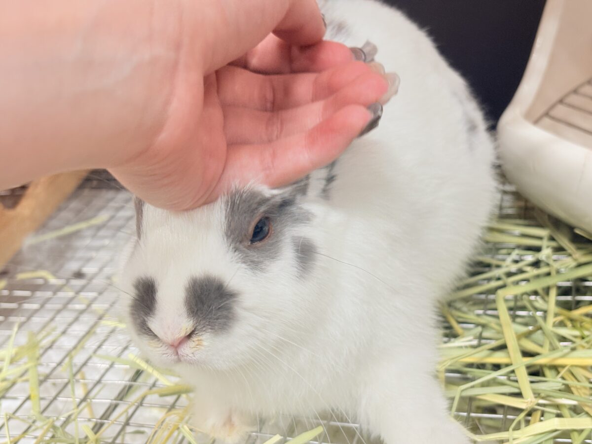 【最新画像更新🪄︎︎✨】むちむち豆大福ちゃん🐰🫘ネザーランドドワーフ(チャーリー) 男の子 ネザーランドドワーフ