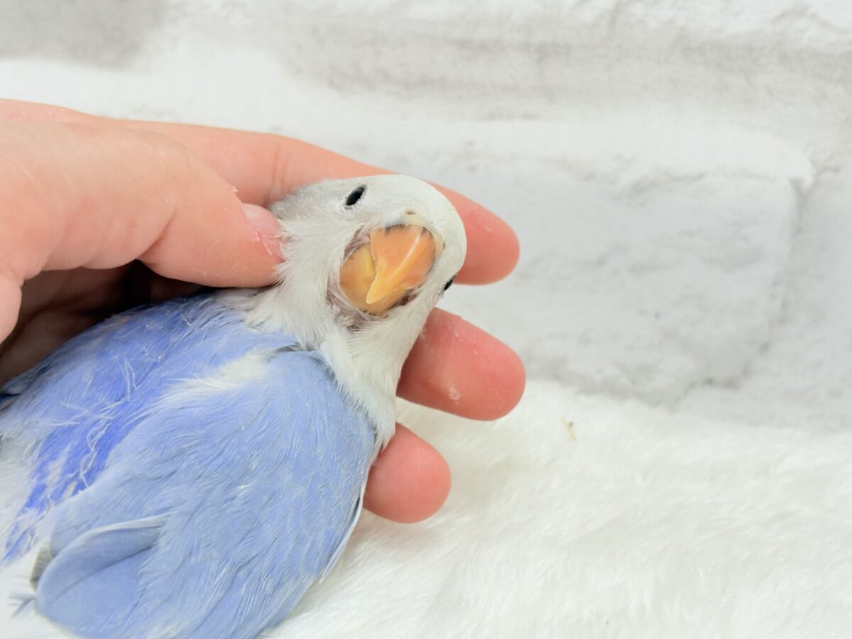 コザクラインコ（小桜インコ）