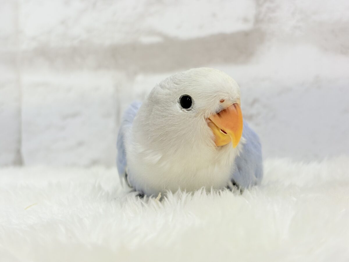 コザクラインコ（小桜インコ）