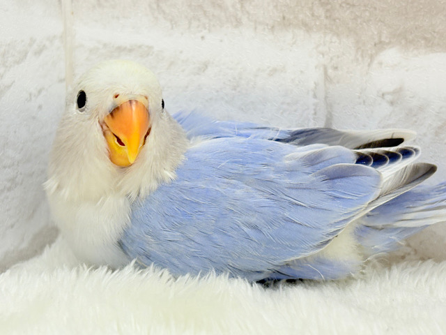 【最新画像更新🪄】美しカラー💜ひと目で惚れちゃう🐣💫コザクラインコ(バイオレットオパーリンパイド) ヒナ