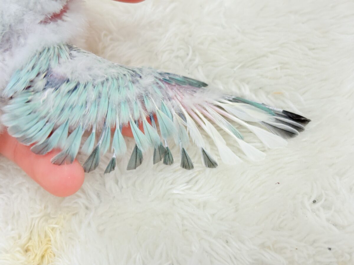 コザクラインコ（小桜インコ）