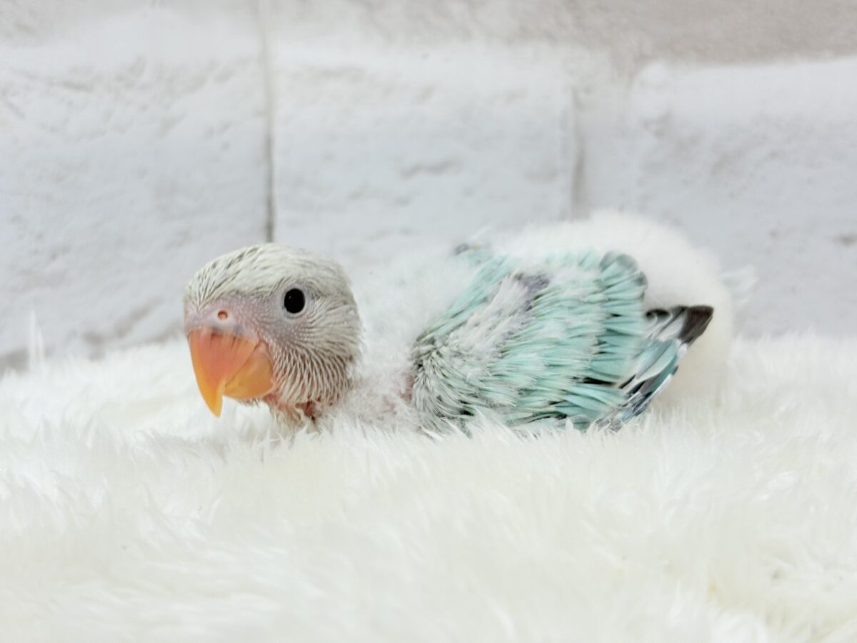 コザクラインコ（小桜インコ）