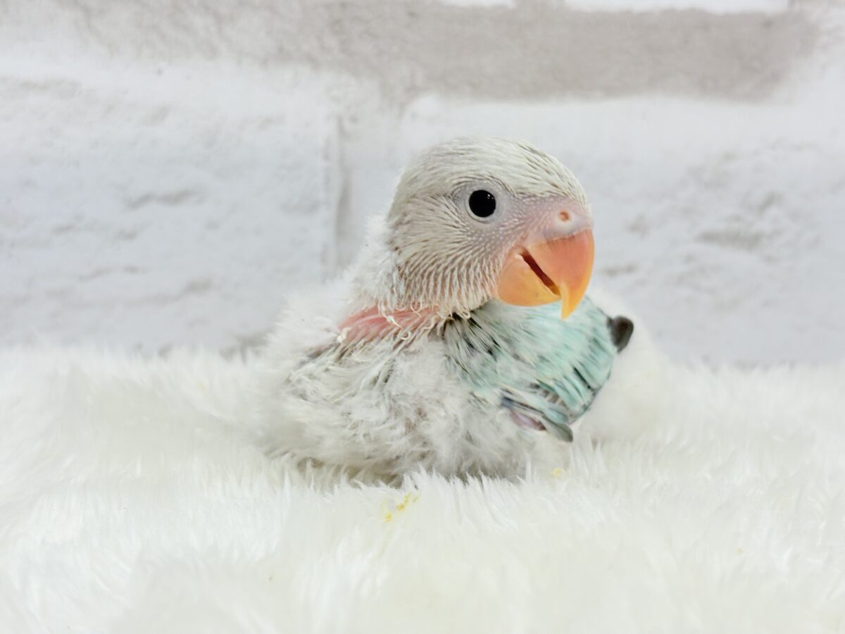 コザクラインコ（小桜インコ）
