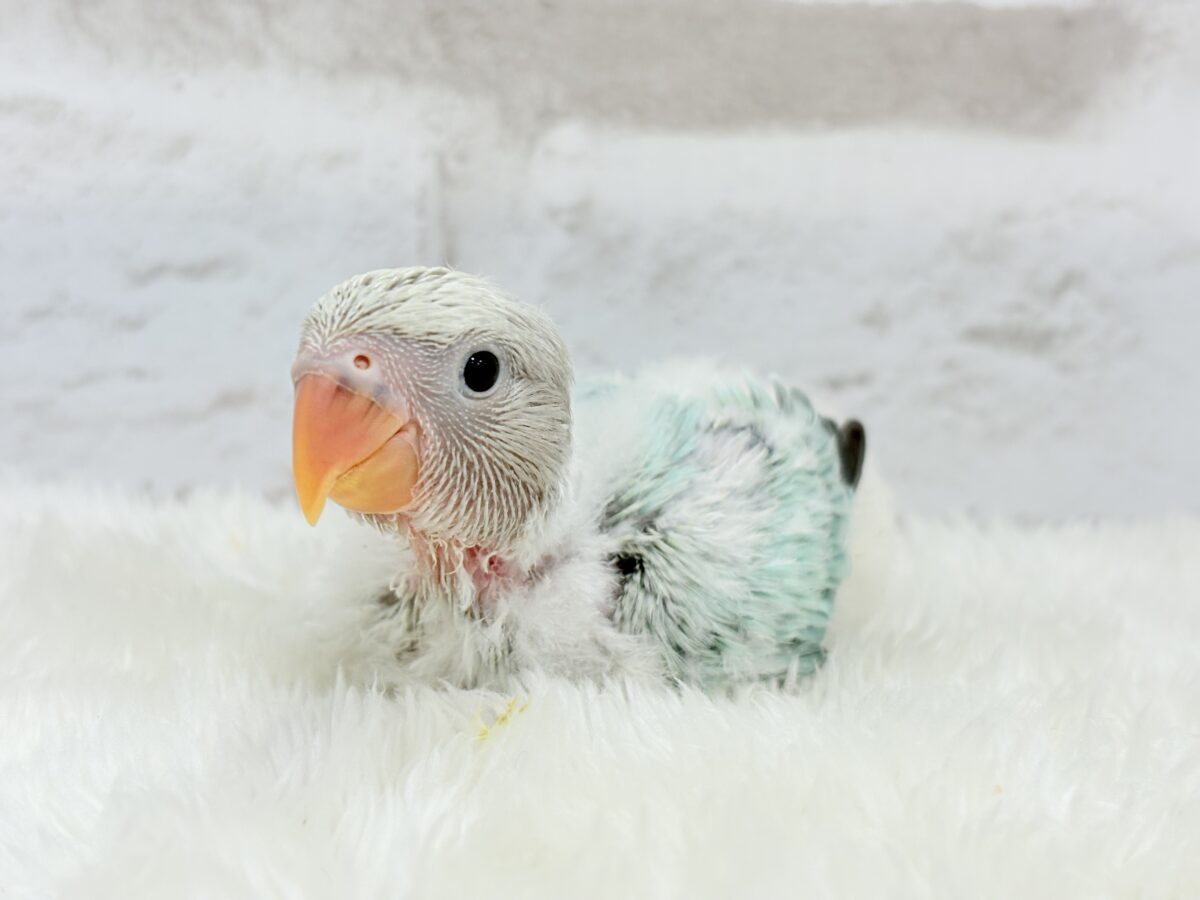 コザクラインコ（小桜インコ）