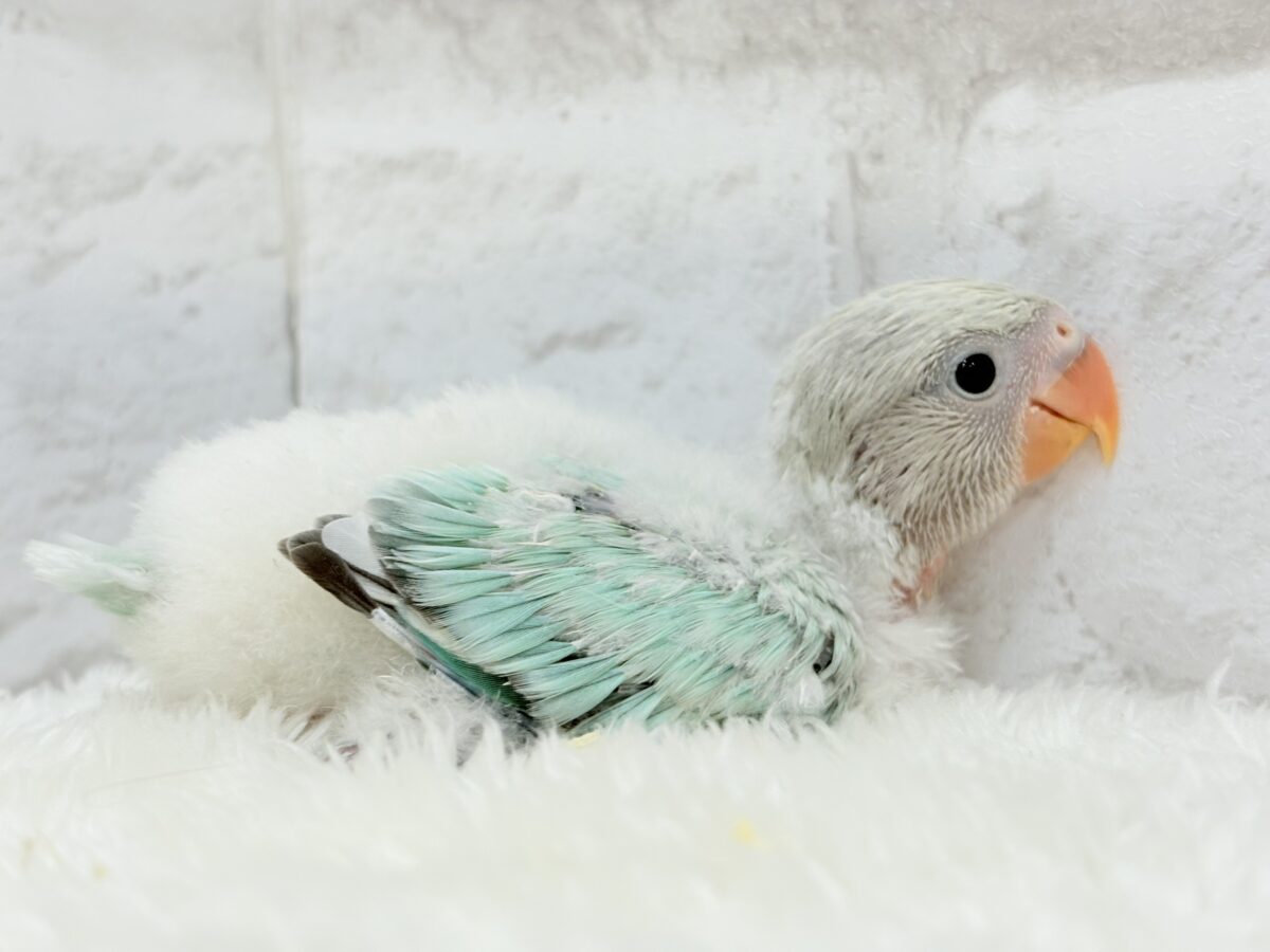 コザクラインコ（小桜インコ）