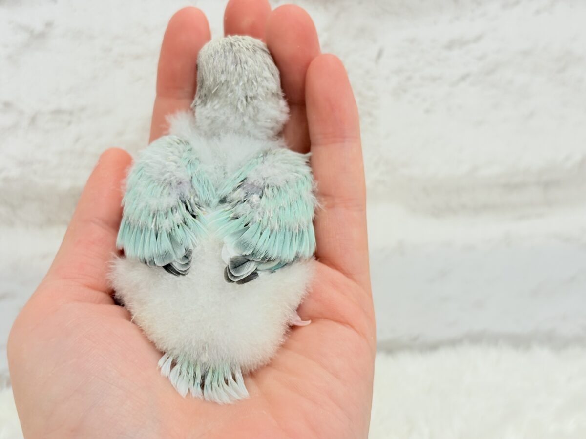コザクラインコ（小桜インコ）