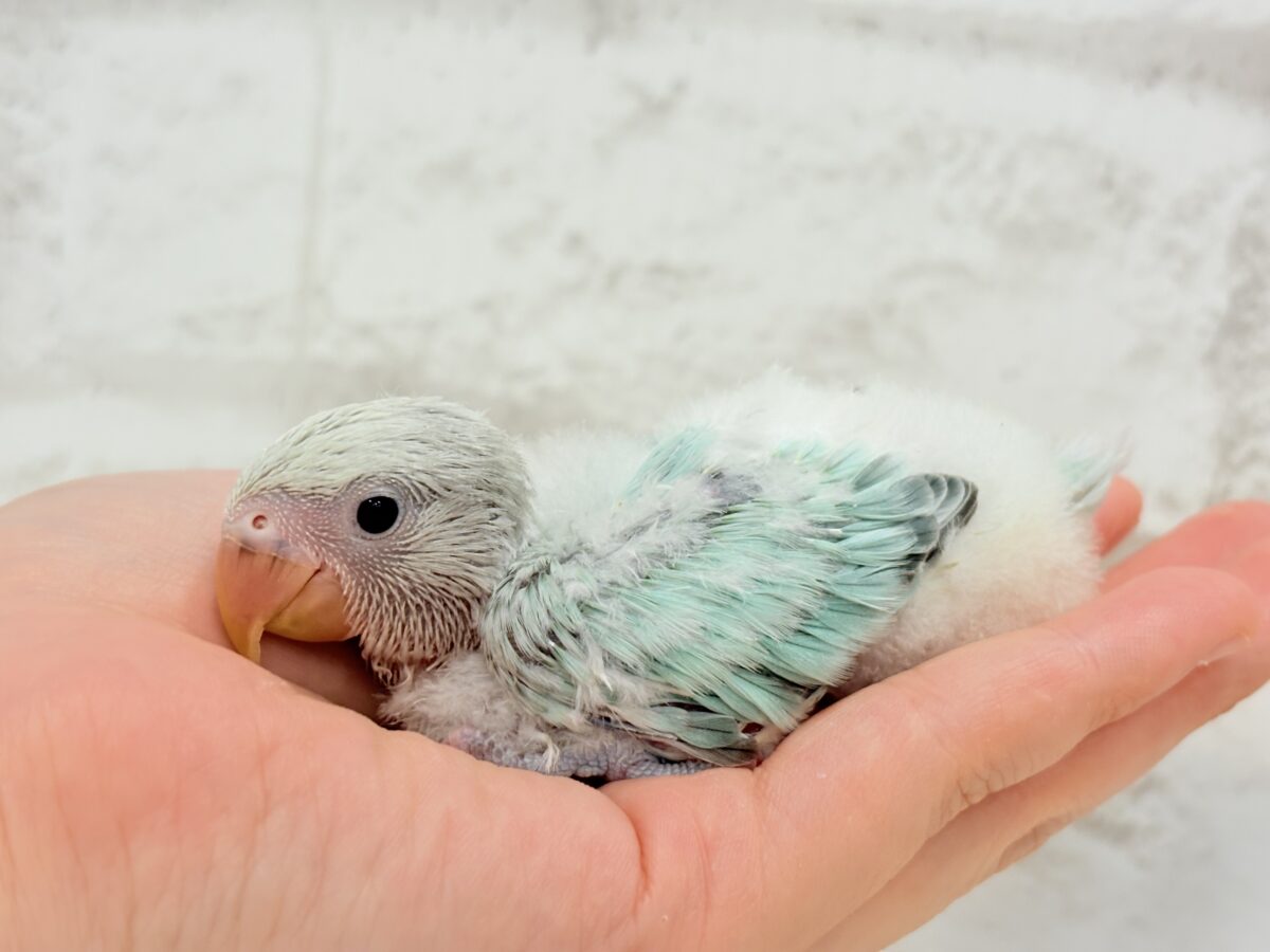 コザクラインコ（小桜インコ）