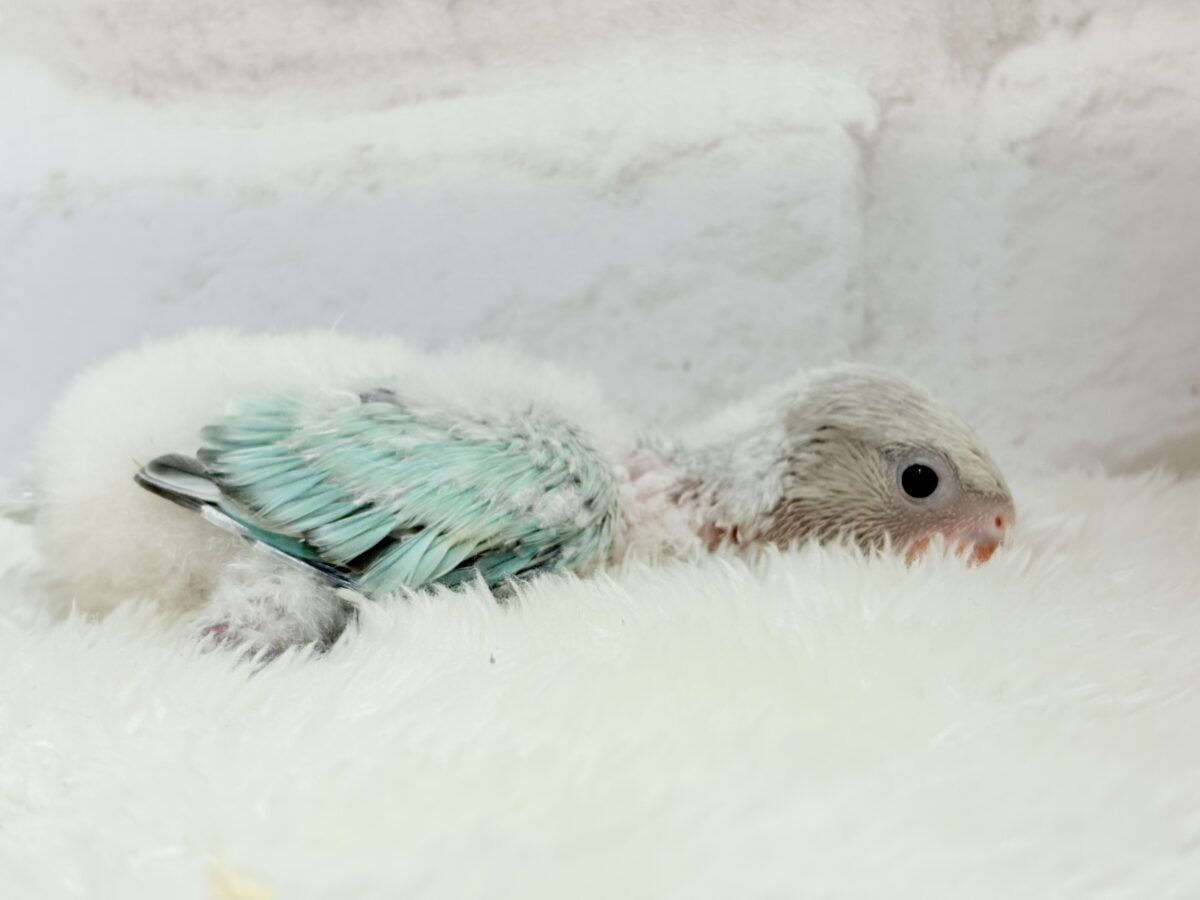 コザクラインコ（小桜インコ）