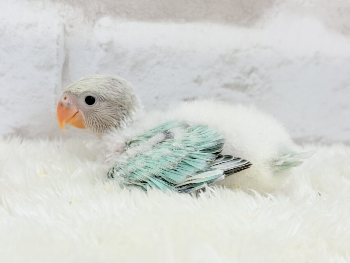 コザクラインコ（小桜インコ）