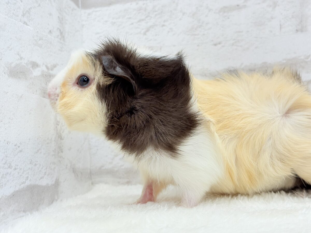 【最新画像更新🪄】ツムジたくさん🌀くせ毛ヘアー🐹🌿アビシニアンモルモット(男の子) アビシニアンモルモット