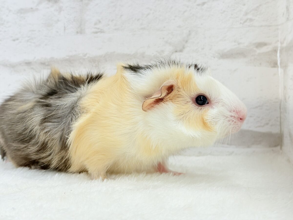 【最新画像更新🪄】ツムジたくさん🌀くせ毛ヘアー🐹🌿アビシニアンモルモット(男の子) アビシニアンモルモット