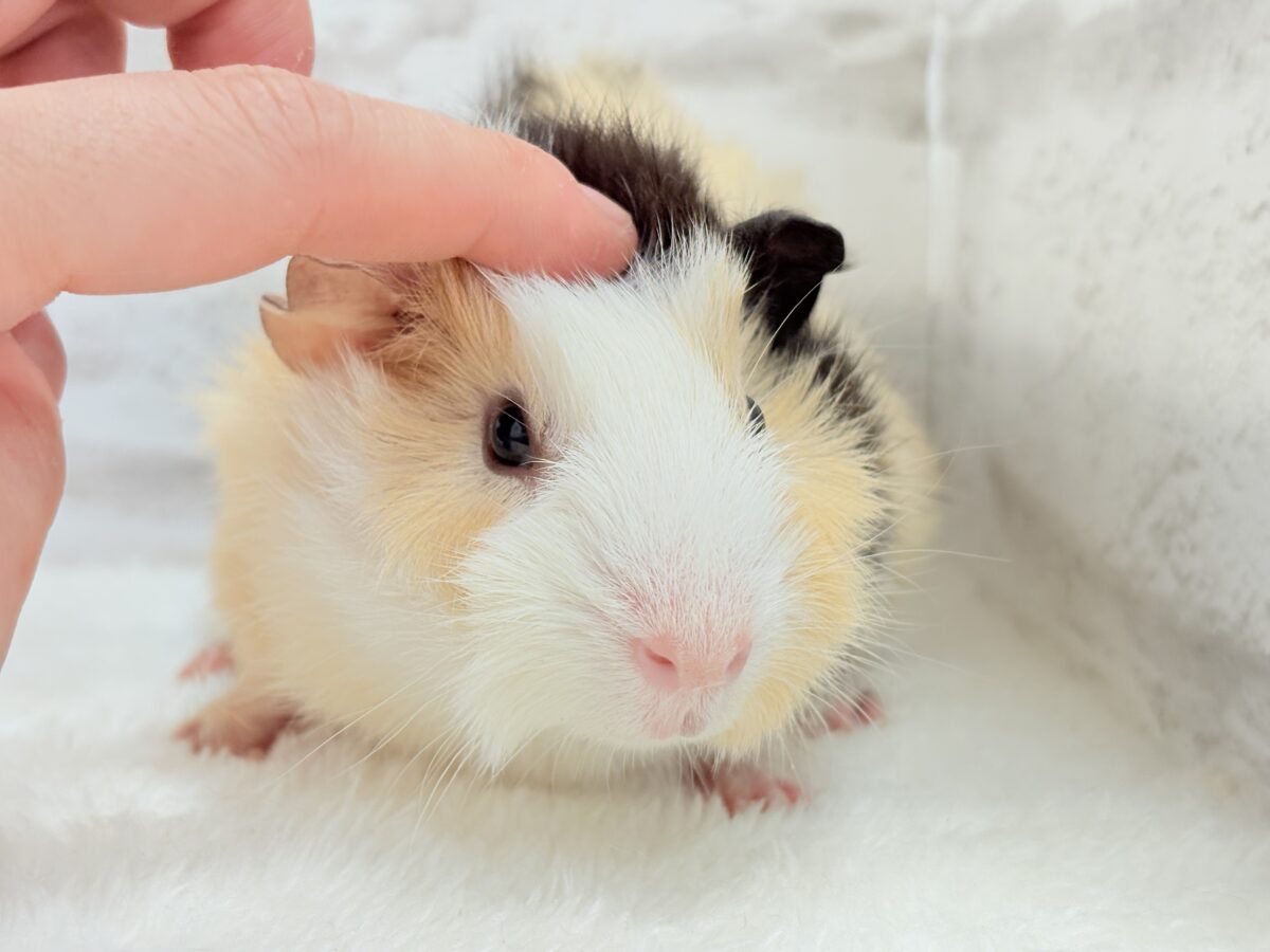 【最新画像更新🪄】ツムジたくさん🌀くせ毛ヘアー🐹🌿アビシニアンモルモット(男の子) アビシニアンモルモット