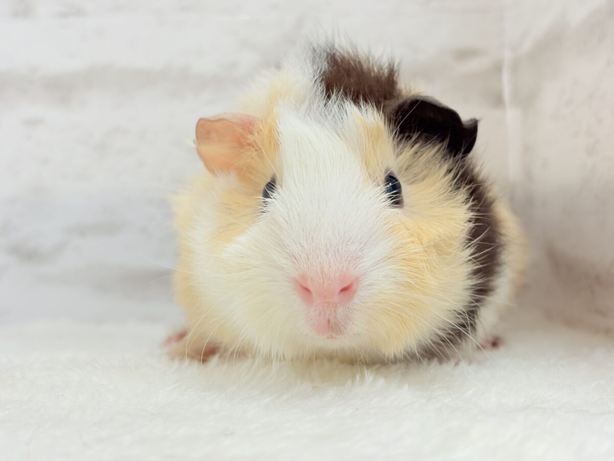 【最新画像更新🪄】ツムジたくさん🌀くせ毛ヘアー🐹🌿アビシニアンモルモット(男の子) アビシニアンモルモット