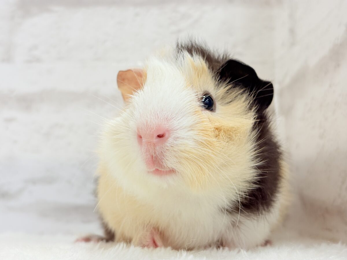【最新画像更新🪄】ツムジたくさん🌀くせ毛ヘアー🐹🌿アビシニアンモルモット(男の子) アビシニアンモルモット