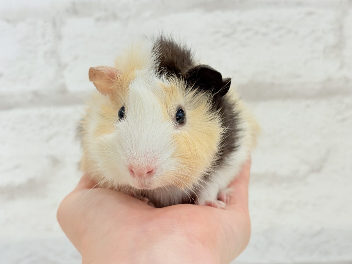 【最新画像更新🪄】ツムジたくさん🌀くせ毛ヘアー🐹🌿アビシニアンモルモット(男の子) アビシニアンモルモット