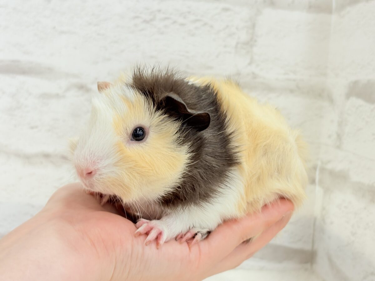 【最新画像更新🪄】ツムジたくさん🌀くせ毛ヘアー🐹🌿アビシニアンモルモット(男の子) アビシニアンモルモット