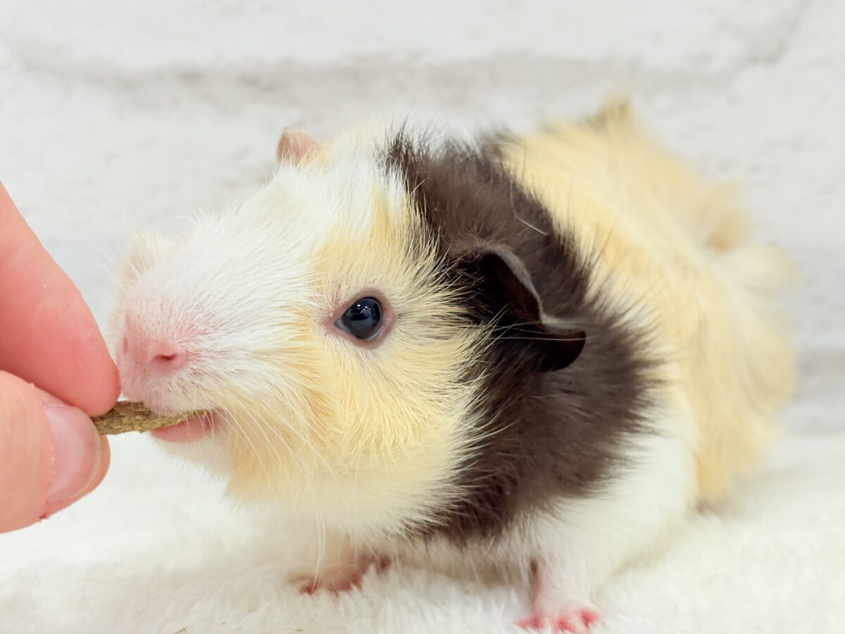 【最新画像更新🪄】ツムジたくさん🌀くせ毛ヘアー🐹🌿アビシニアンモルモット(男の子) アビシニアンモルモット