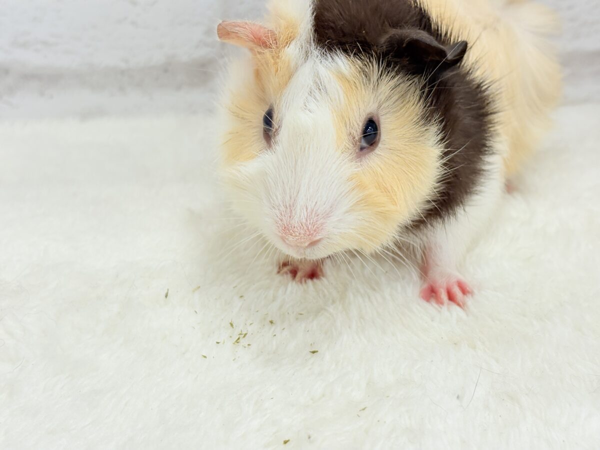 【最新画像更新🪄】ツムジたくさん🌀くせ毛ヘアー🐹🌿アビシニアンモルモット(男の子) アビシニアンモルモット
