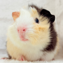 【最新画像更新🪄】ツムジたくさん🌀くせ毛ヘアー🐹🌿アビシニアンモルモット(男の子)
