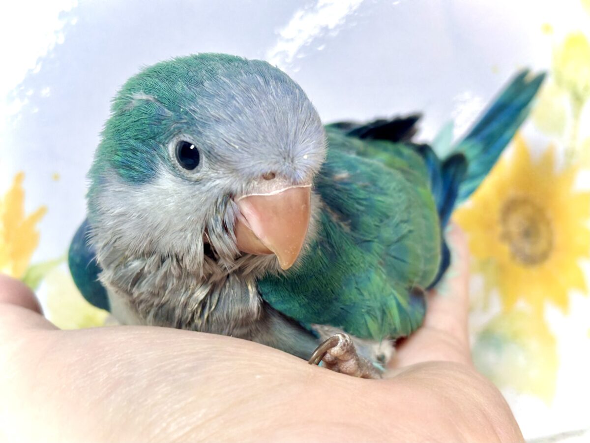 夏空に輝く小さな妖精🧚♂️✨ オキナインコ アクアブルーの中びなちゃん 💙💚 オキナインコ