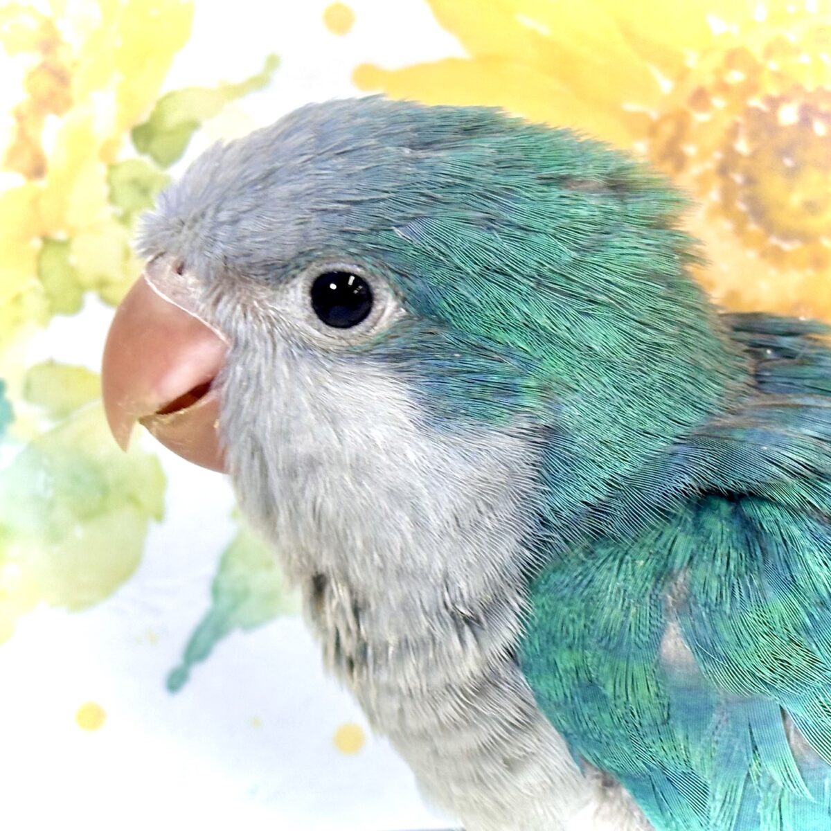 オキナインコ
