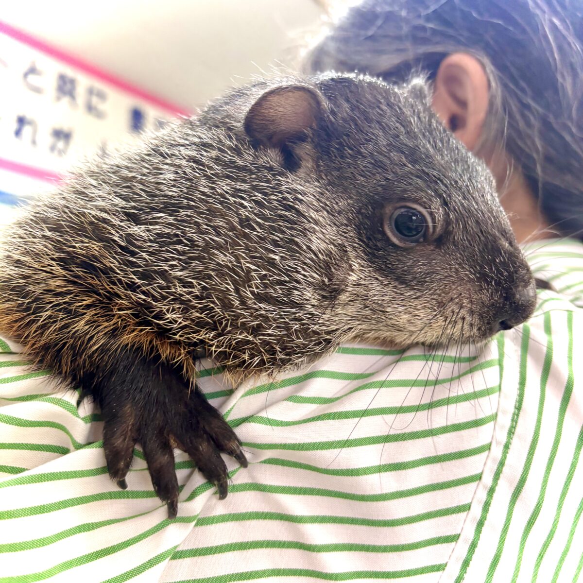ウッドチャック
