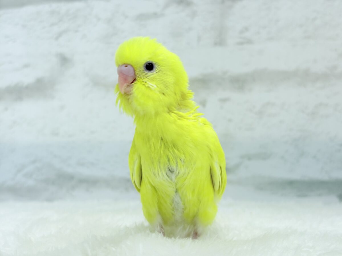 セキセイインコ