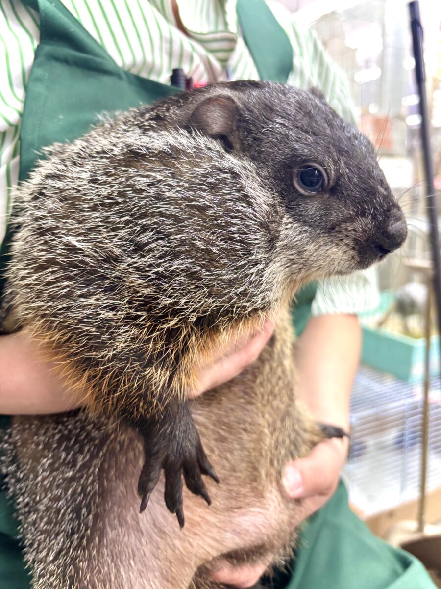 ウッドチャック