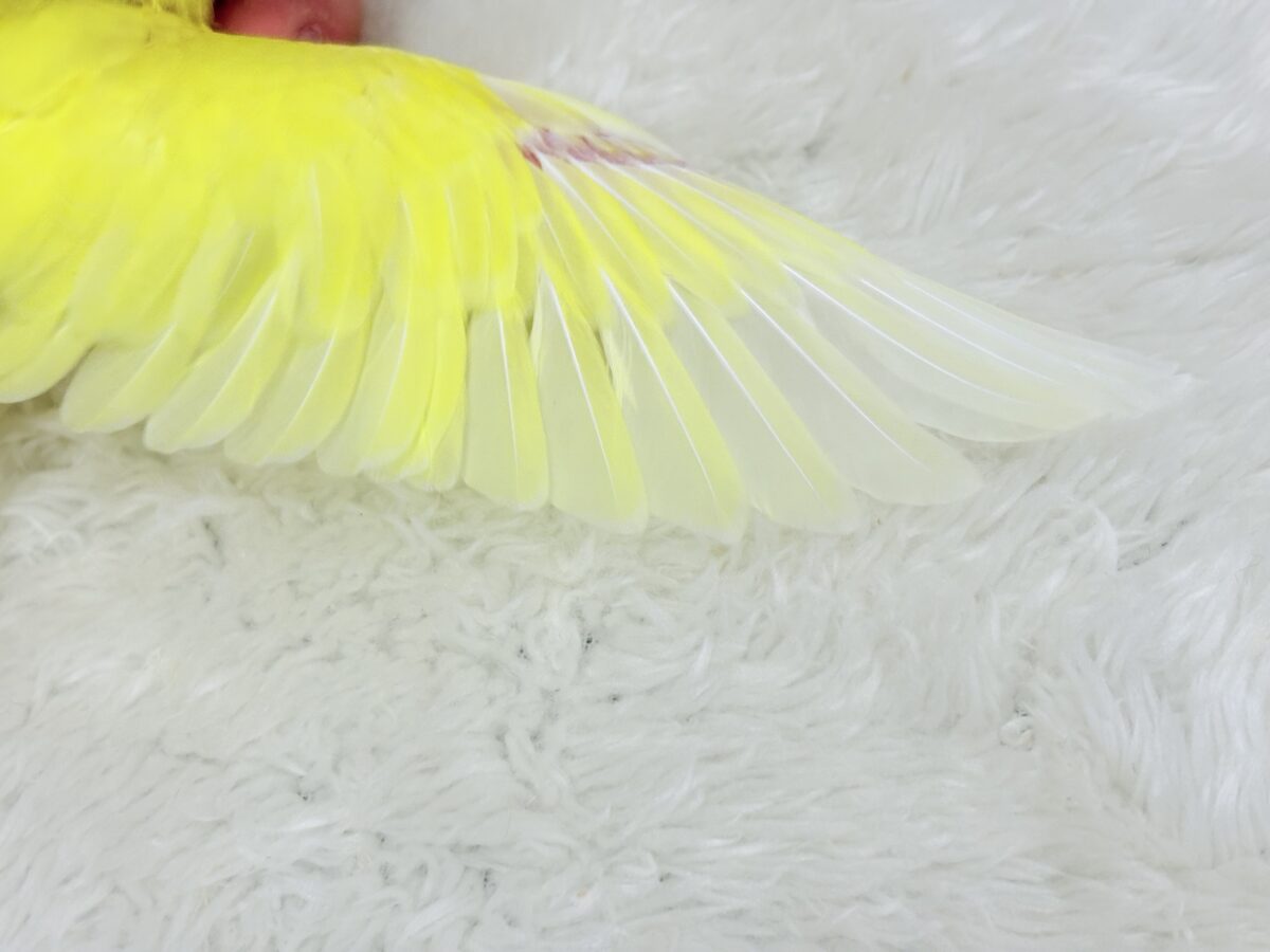 【最新画像更新🪄】にっこり笑顔がチャームポイント☺️💖セキセイインコ(ルチノー) ヒナ セキセイインコ