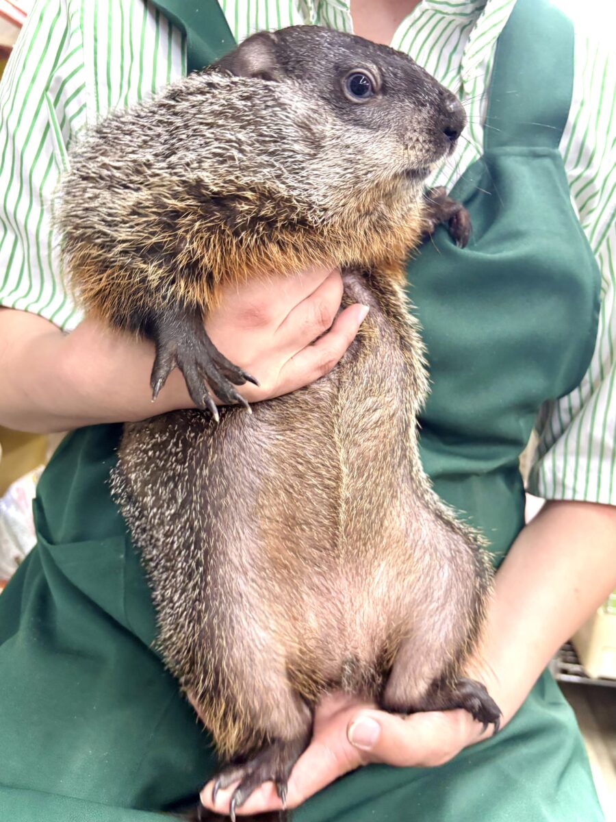 ウッドチャック