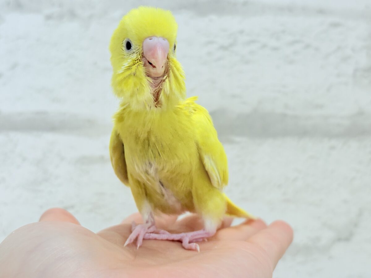【最新画像更新🪄】にっこり笑顔がチャームポイント☺️💖セキセイインコ(ルチノー) ヒナ セキセイインコ