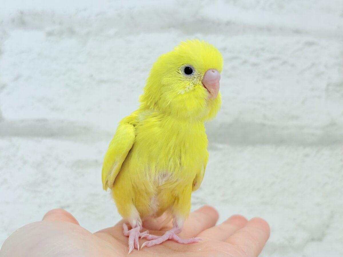 【最新画像更新🪄】にっこり笑顔がチャームポイント☺️💖セキセイインコ(ルチノー) ヒナ セキセイインコ