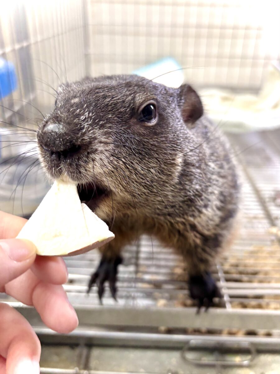ウッドチャック