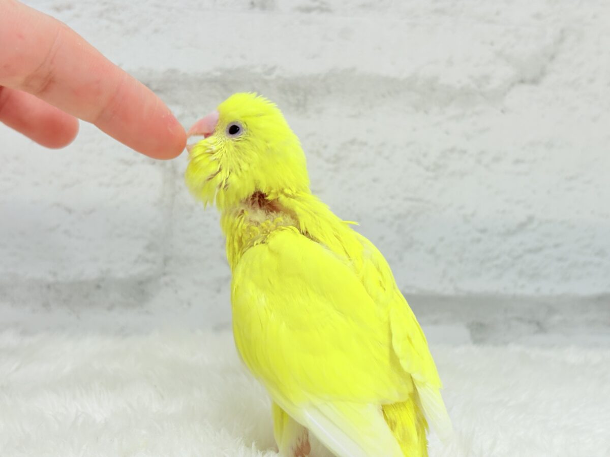 【最新画像更新🪄】にっこり笑顔がチャームポイント☺️💖セキセイインコ(ルチノー) ヒナ セキセイインコ