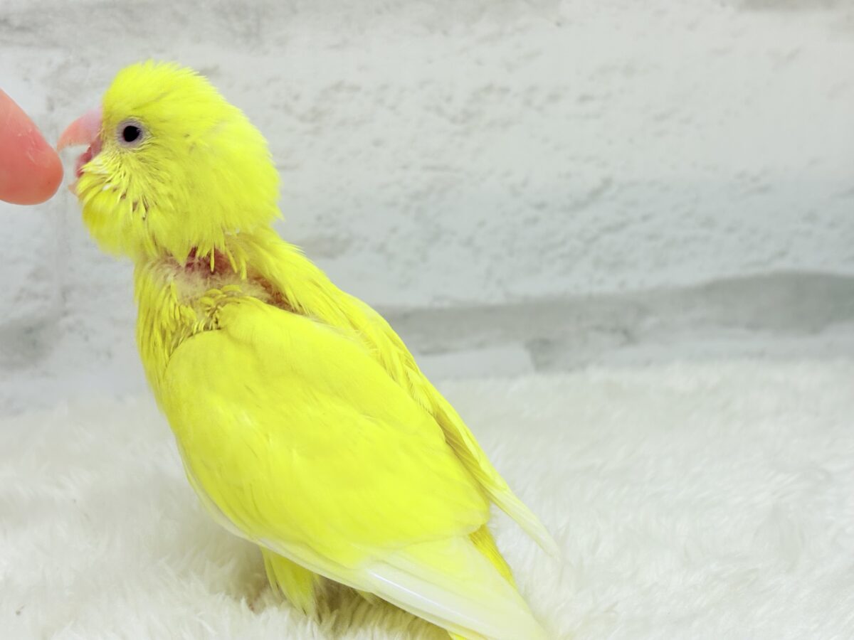 セキセイインコ