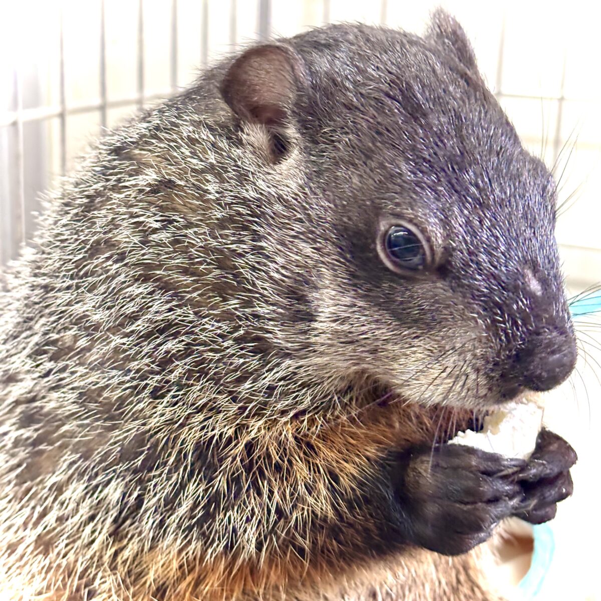 ウッドチャック
