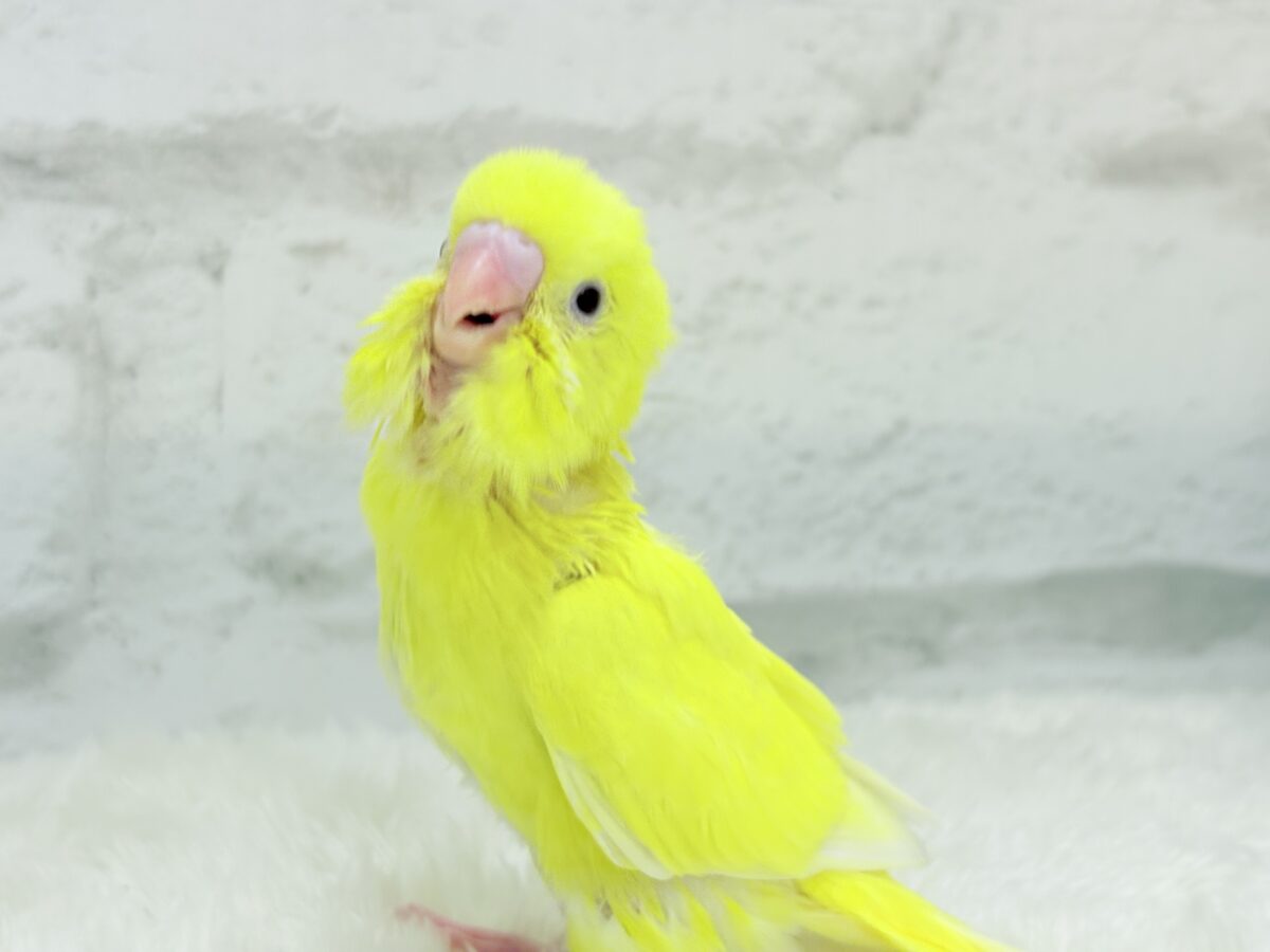 【最新画像更新🪄】にっこり笑顔がチャームポイント☺️💖セキセイインコ(ルチノー) ヒナ セキセイインコ