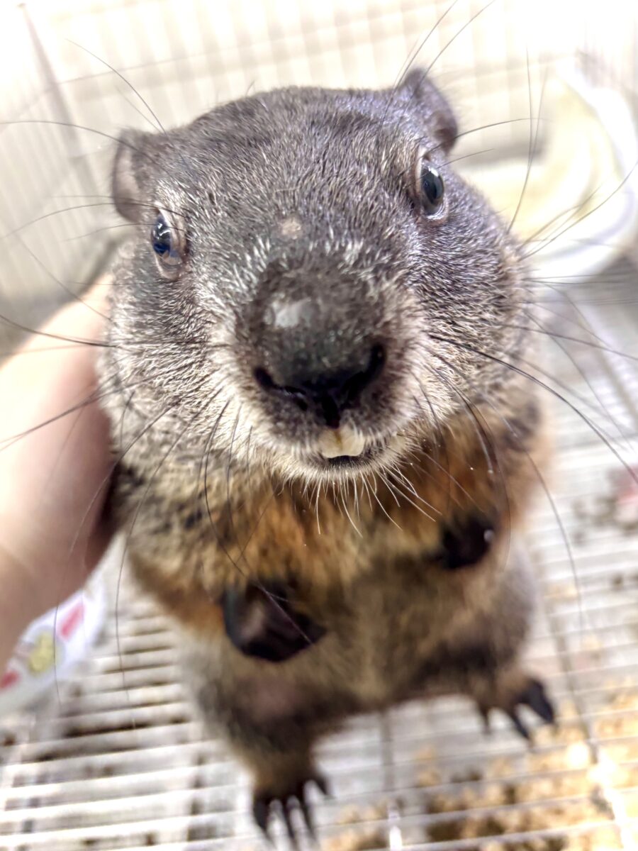 ウッドチャック