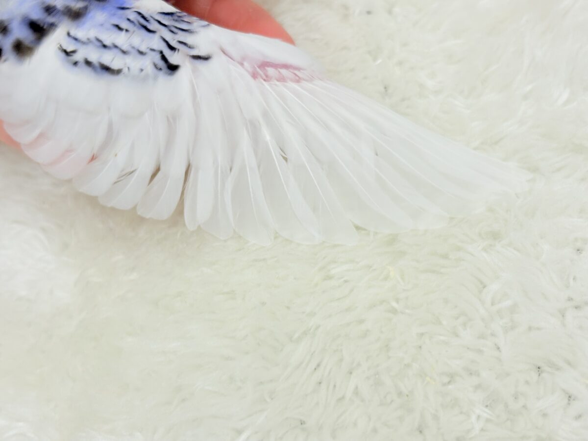 【最新画像更新🪄もうすぐひとり餌☆】わた毛たっぷり♡もこもこちゃん♡セキセイインコ(パイド) ヒナ セキセイインコ