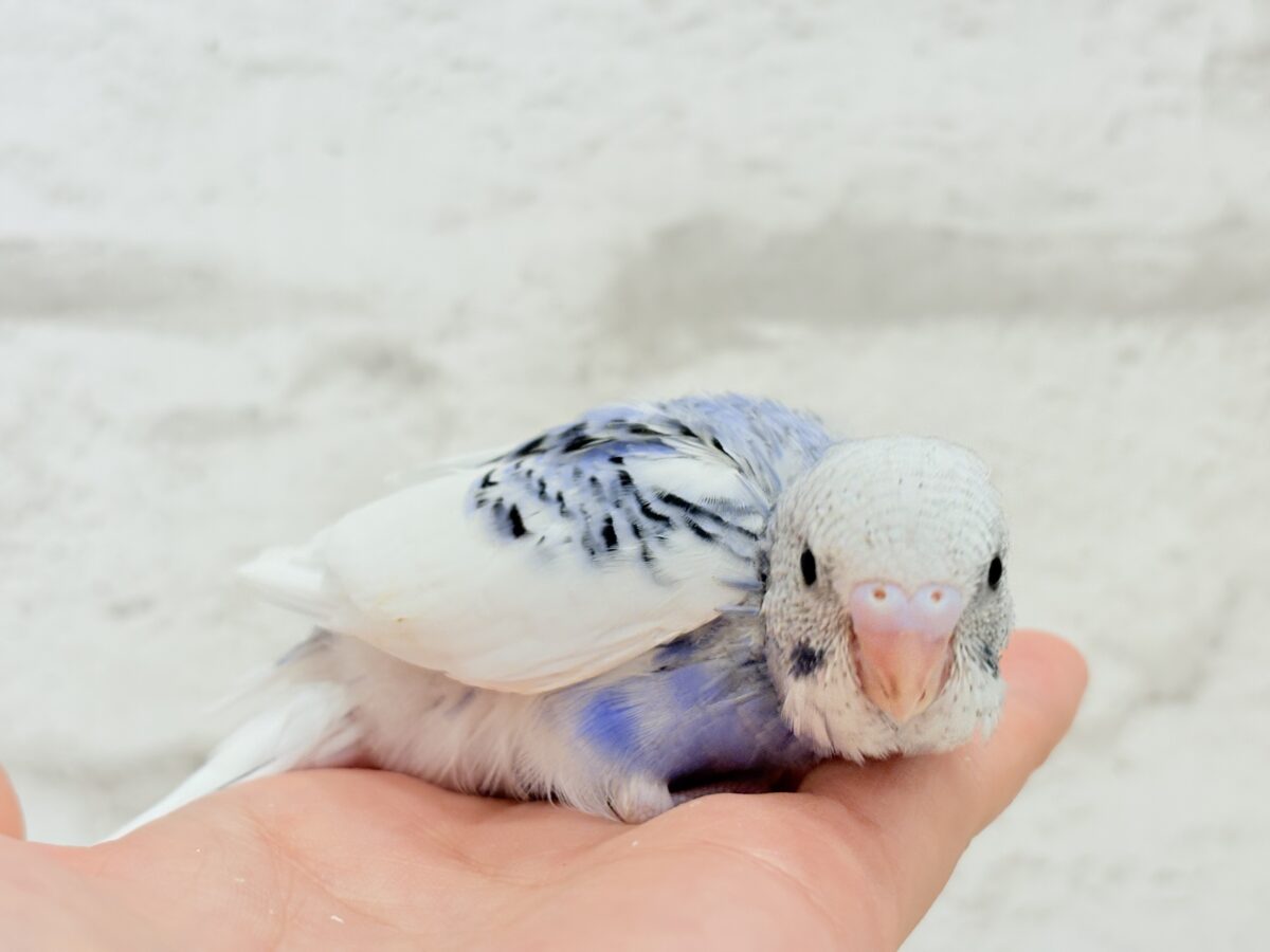 【最新画像更新🪄もうすぐひとり餌☆】わた毛たっぷり♡もこもこちゃん♡セキセイインコ(パイド) ヒナ セキセイインコ