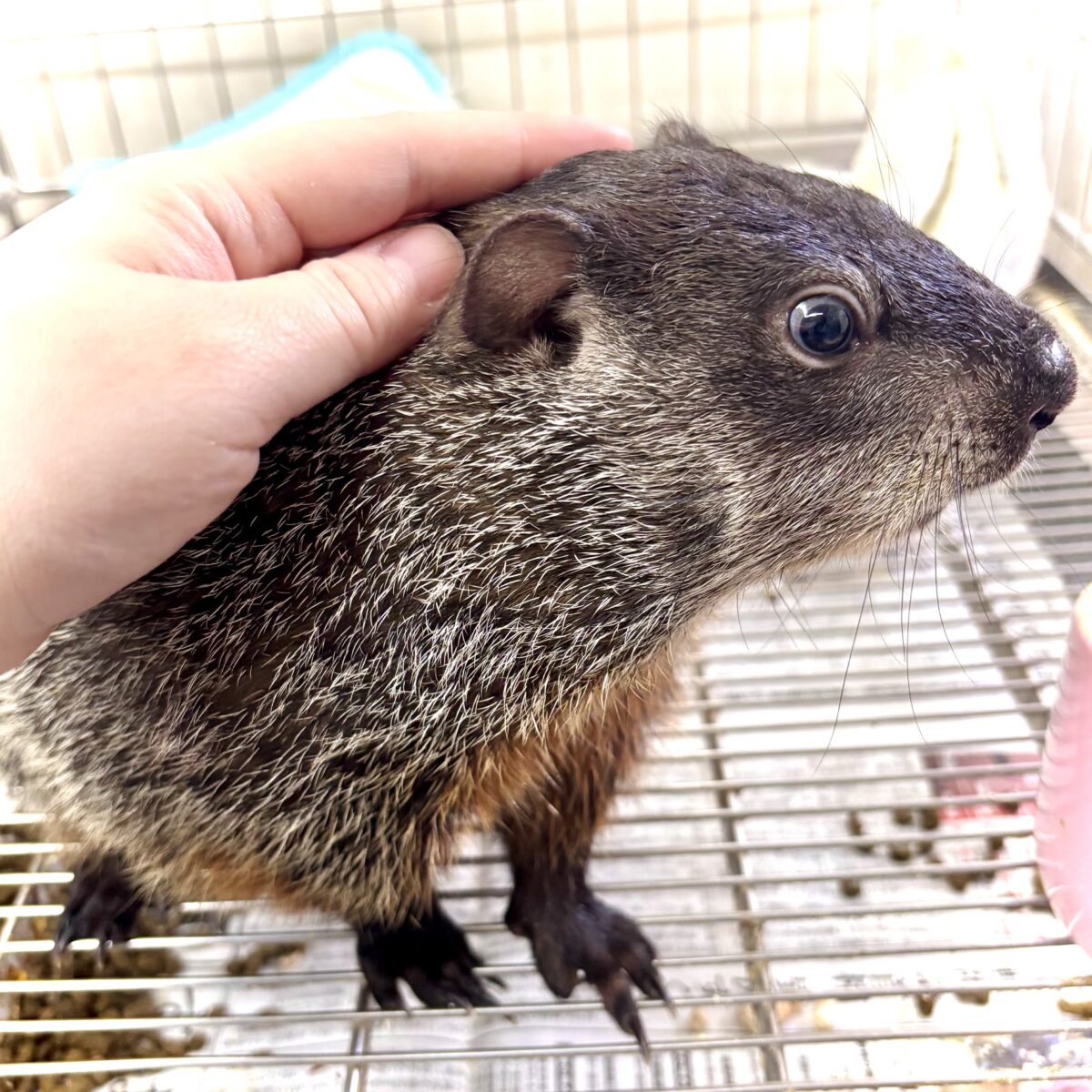ウッドチャック