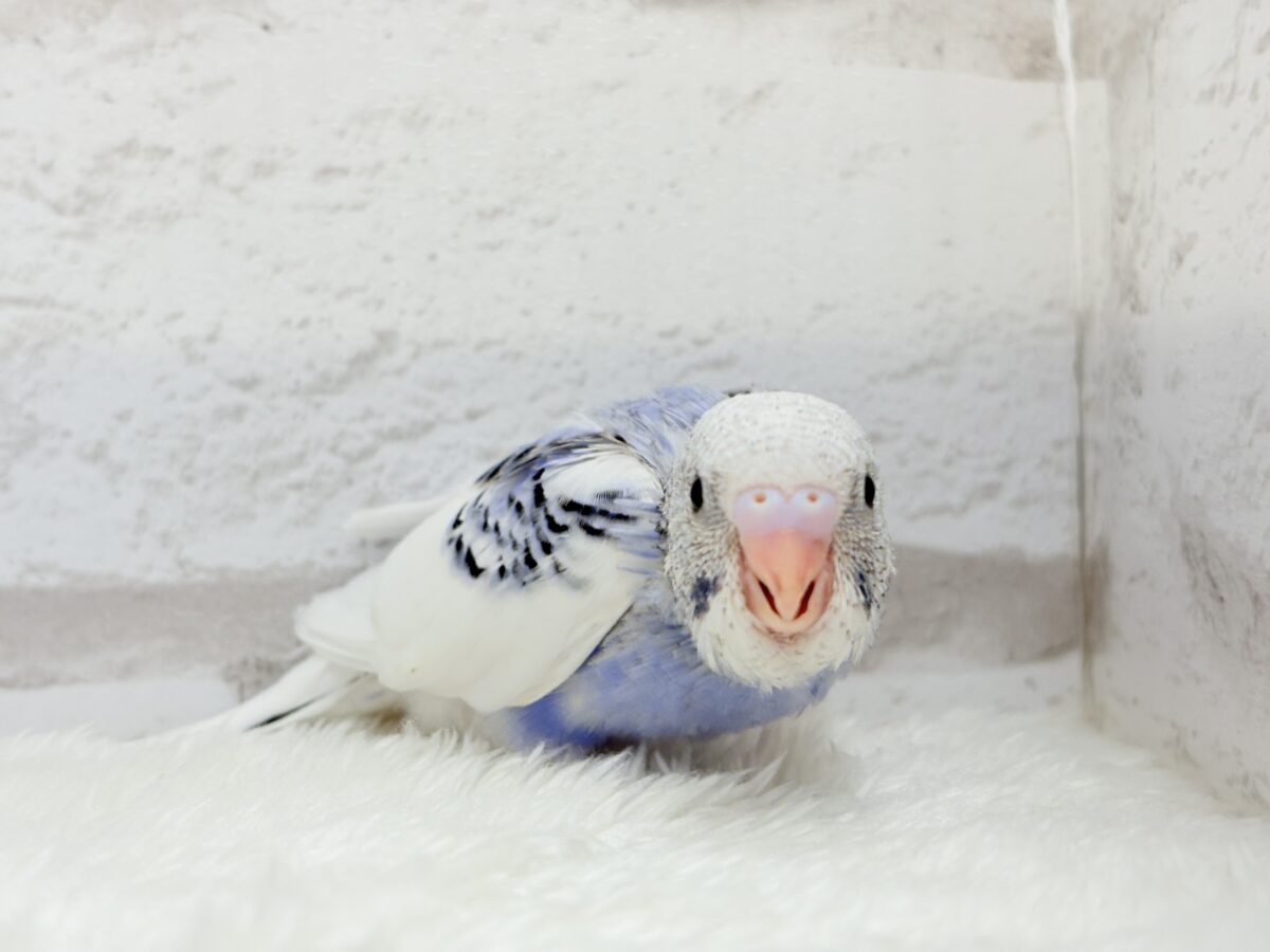 【最新画像更新🪄もうすぐひとり餌☆】わた毛たっぷり♡もこもこちゃん♡セキセイインコ(パイド) ヒナ セキセイインコ
