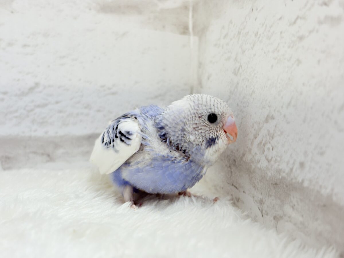 【最新画像更新🪄もうすぐひとり餌☆】わた毛たっぷり♡もこもこちゃん♡セキセイインコ(パイド) ヒナ セキセイインコ
