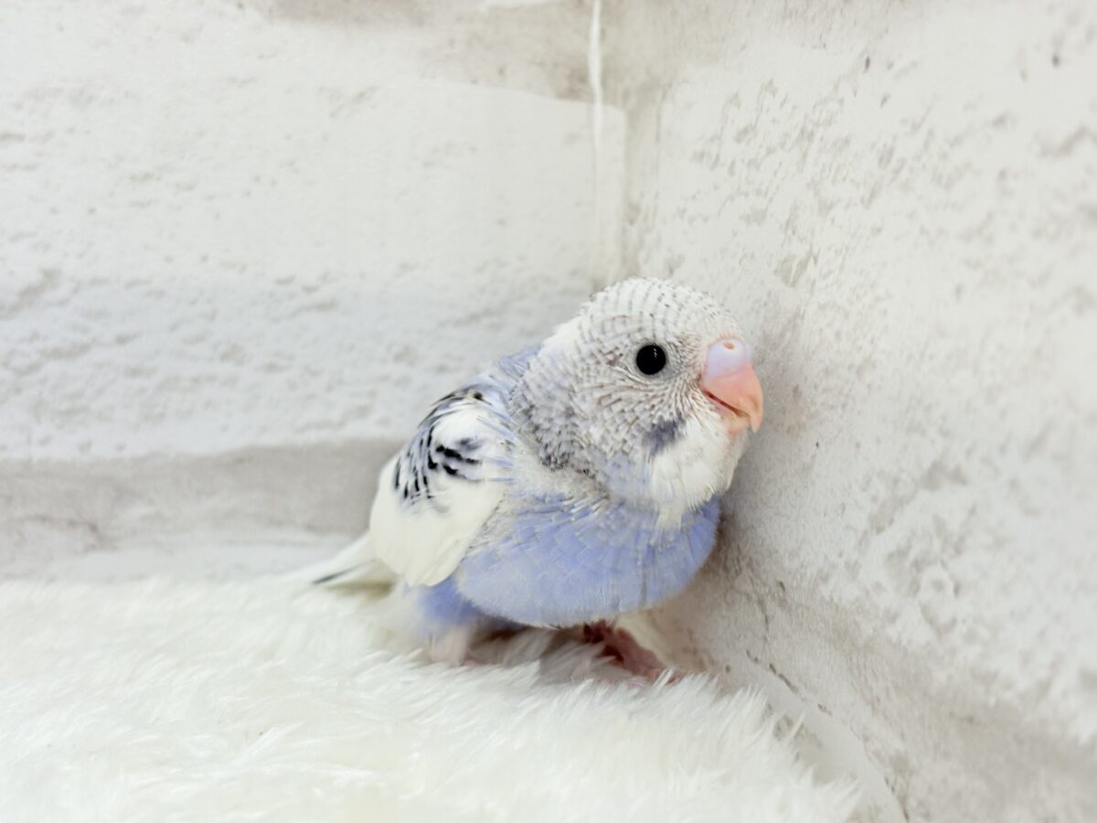 【最新画像更新🪄もうすぐひとり餌☆】わた毛たっぷり♡もこもこちゃん♡セキセイインコ(パイド) ヒナ セキセイインコ