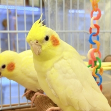 【最新画像】みんな大好き❣️黄色いオカメちゃん💛オカメインコ（ルチノー・ルチノーパール）