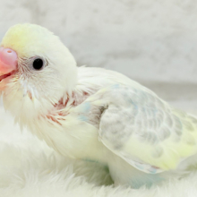 【最新画像更新🪄】淡い色合いのシャーベット🐣🍭セキセイインコ(パステルカラーレインボーパイド) ヒナ