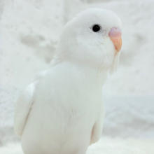 【最新画像更新🪄】真夏に真逆の雪だるま☃️🤍セキセイインコ(ダブルファクター) ヒナ